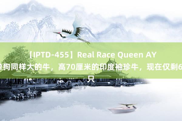 【IPTD-455】Real Race Queen AYA 像狗同样大的牛，高70厘米的印度袖珍牛，现在仅剩60只